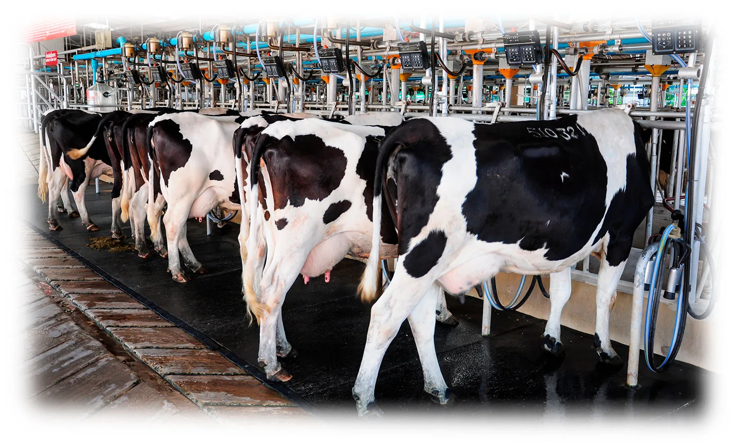 U.S. dairy cows
